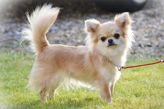 כלב ציוואווה